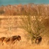 Kun divoky - Equus ferus - Exmoor Pony 6047